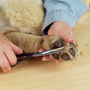 Clipping: Dog - grooming a dog