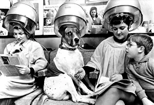 Jack: Dog at a hairdresser's, England, Great Britain