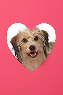 200720: DOG. hairy cross breed, looking through pink heart
