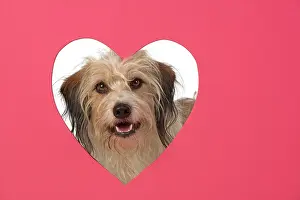 200720: DOG. hairy cross breed, looking through pink heart