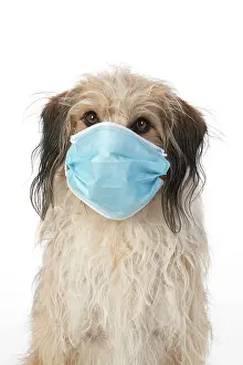 Mask: DOG. hairy cross breed, wearing a surgucal mask