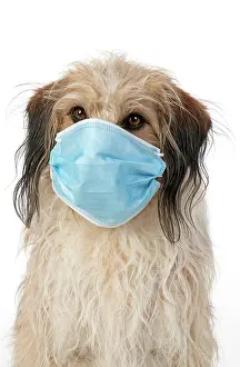 Mask: DOG. hairy cross breed, wearing a surgucal mask