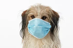 Mask: DOG. hairy cross breed, wearing a surgucal mask