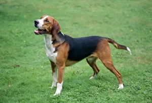 Hamilton: DOG - HAMILTONSTOVARE / Hamilton Hound