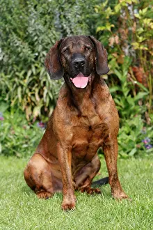 Hanover: Dog - Hanover Hound - hunting dog - sitting down in garden