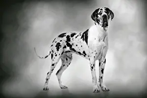 Dogge: Dog - Harlequin Great Dane - 15 month old puppy