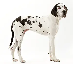 Dogge: Dog - Harlequin Great Dane