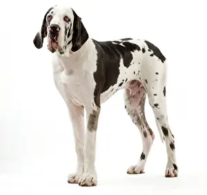 Chien: Dog - Harlequin Great Dane