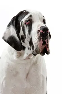 Chien: Dog - Harlequin Great Dane