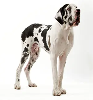 Chien: Dog - Harlequin Great Dane