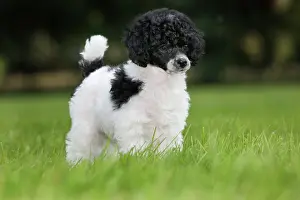 Harlequins: Dog - Harlequin Poodle - puppy