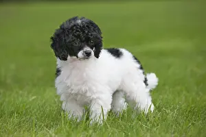 Harlequins: Dog - Harlequin Poodle - puppy