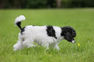 Sniff: Dog - Harlequin Poodle - puppy