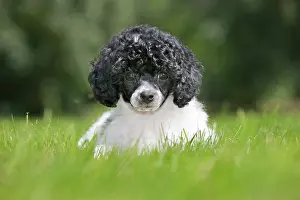 Harlequins: Dog - Harlequin Poodle - puppy