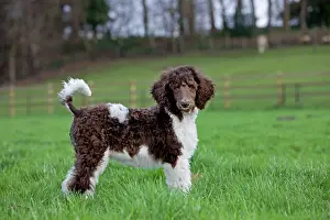 Campanion: Dog - Harlequin Poodle - puppy in garden