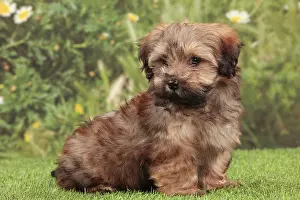 Havaneses: Dog - Havanese