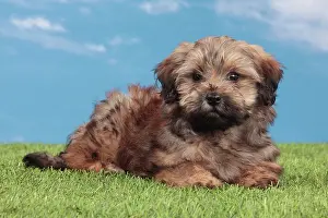 Havaneses: Dog - Havanese