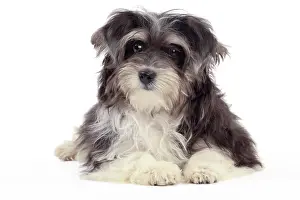 Havaneses: Dog - Havanese - 5 month old puppy