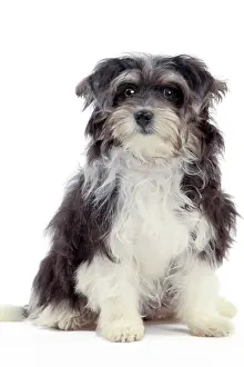 Havaneses: Dog - Havanese - 5 month old puppy