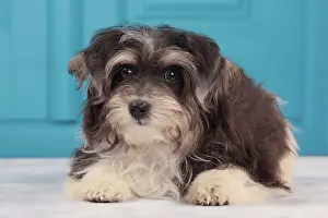 Havaneses: Dog - Havanese - 5 month old puppy