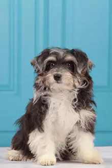 Havaneses: Dog - Havanese - 5 month old puppy