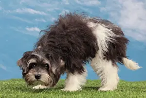 Havaneses: Dog - Havanese - 5 month old puppy