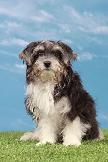 Havaneses: Dog - Havanese - 5 month old puppy