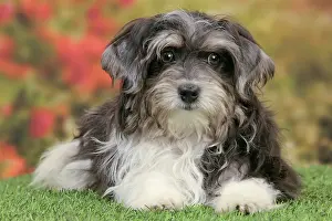 Havaneses: Dog - Havanese - 5 month old puppy