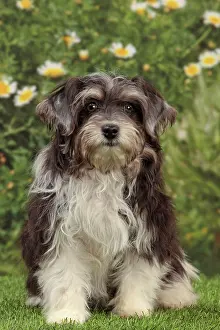 Havaneses: Dog - Havanese - 5 month old puppy