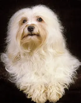 Havaneses: Dog - Havanese. Also known as Bichon Havanais