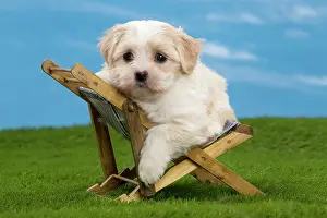 Deckchair: Dog - Havanese puppy - on deckchair