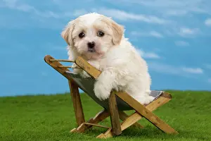 Deckchair: Dog - Havanese puppy - on deckchair