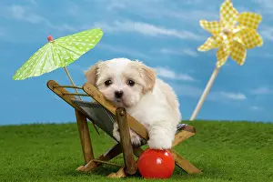 Deckchair: Dog - Havanese puppy - on deckchair with sun umbrella
