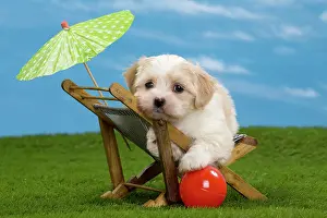 Deckchair: Dog - Havanese puppy - on deckchair with sun umbrella