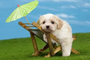 Deckchair: Dog - Havanese puppy - on deckchair with sun umbrella