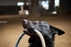 Tool: Dog holding a hoop - Hippodrome de Palermo Argentina