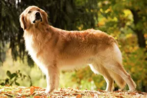 Blonde: Dog - Hovawart