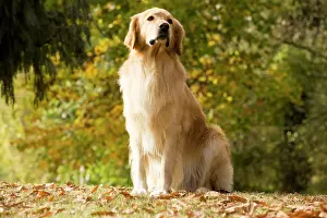 Blonde: Dog - Hovawart