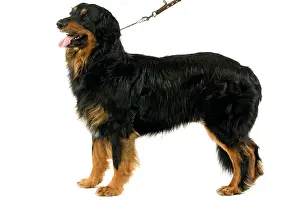 Hovawart: Dog - Hovawart