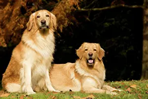 Blonde: Dog - Hovawart - two outside