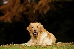 Blonde: Dog - Hovawart - outside