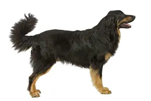 Hovawart: Dog - Hovawart in studio