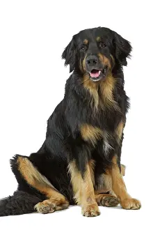 Hovawart: Dog - Hovawart in studio