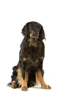 Hovawart: Dog - Hovawart in studio