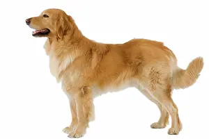 Blonde: Dog - Hovawart in studio