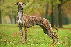 Agar: Dog - Hungarian Greyhound. Also known as Magyar Agar
