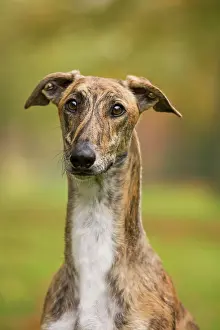 Agar: Dog - Hungarian Greyhound. Also known as Magyar Agar