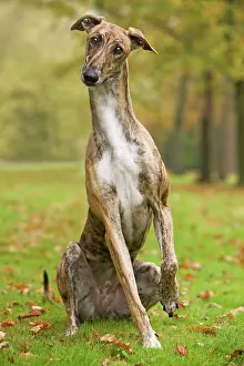 Agar: Dog - Hungarian Greyhound. Also known as Magyar Agar