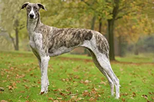 Agar: Dog - Hungarian Greyhound. Also known as Magyar Agar
