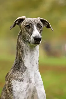 Agar: Dog - Hungarian Greyhound. Also known as Magyar Agar